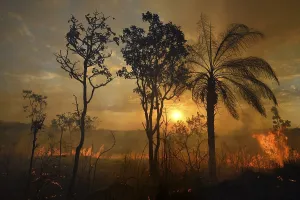 Burning vegetation in a bushfire at sunset