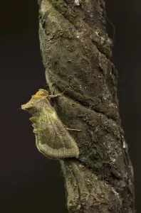 Burnished burnished brass (Diachrysia chrysitis) adult
