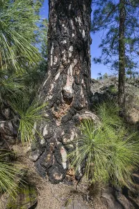 Burnt bark, healthy tree, Canary Island pine in the Chinyero nature reserve