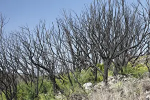 Burnt heather bushes in Garajonay National Park