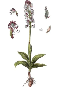 Burnt Orchid (Orchis ustulata)