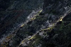 Burnt trees in fog, along hiking trail PR 1
