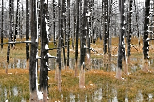 Burnt trees with fresh snow, Midway Geyser Basin