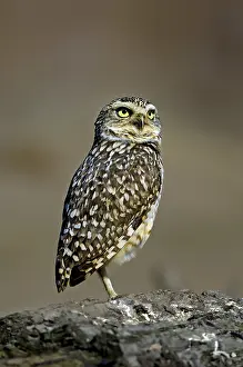 Burrowing Owl (Athene cunicularia)