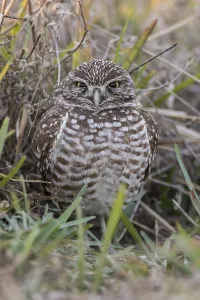 Burrowing Owl (Athene cunicularia)