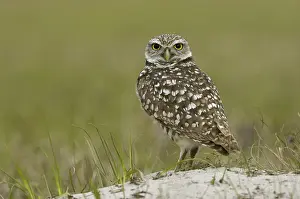 Burrowing Owl (Speotyto cunicularia)