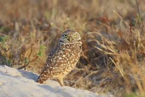 Burrowing Owl (Speotyto cunicularia)