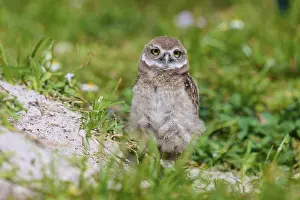 Burrowing Owl (Speotyto cunicularia)