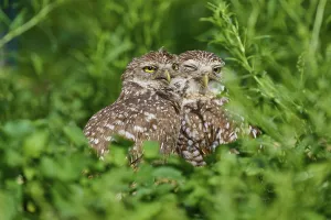 Two burrowing owls (Speotyto cunicularia) sitting together in the meadow and cuddling