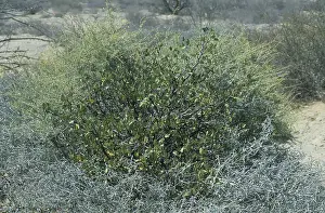 Bursera (Bursera hindsiana)