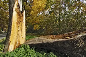 Burst English Oak (Quercus robur)