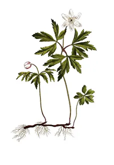 Buschwindroeschen (Anemone nemorosa) bzw