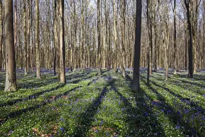 Bush anemone (Anemonoides nemorosa) and blue flowering bluebells (Hyacinthoides non-scripta)