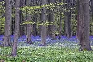 Bush anemone (Anemonoides nemorosa) and blue flowering bluebells (Hyacinthoides non-scripta)