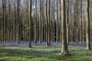 Bush anemone (Anemonoides nemorosa) and blue flowering bluebells (Hyacinthoides non-scripta)
