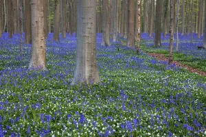 Bush anemone (Anemonoides nemorosa) and blue flowering bluebells (Hyacinthoides non-scripta)