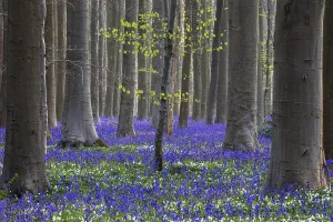 Bush anemone (Anemonoides nemorosa) and blue flowering bluebells (Hyacinthoides non-scripta)