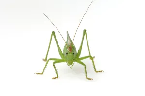 Bush-cricket (Tettigonia viridissima)