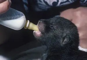 Bush Dog (Speothos venaticus), young pup being bottle-fed