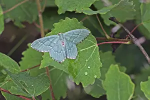 Bush green moth (Hemithea aestivaria)