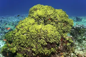 Bush Halimeda Green Algae (Halimeda) Great Barrier Reef