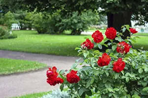A bush with red roses in a walking park