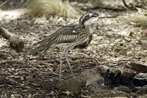 Bush Stone-curlew (Burhinus grallarius)