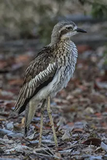 Bush Stone-curlew (Burhinus grallarius)