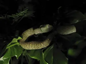 Bush viper (Atheris chlorechis)