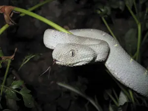Bush viper (Atheris chlorechis)