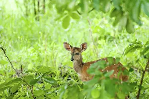 A bushbuck stand quietly in the thick green vegitation of the Okavango Delta
