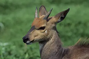 Bushbuck (Tragelaphus scriptus)