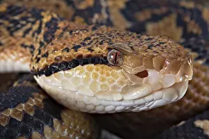 Bushmaster (Lachesis muta) French Guyana