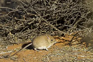 Bushveld Elephant Shrew, Bushveld Elephant Shrew