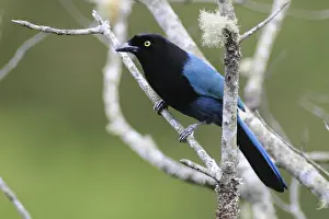 Bushy-crested Jay (Cyanocorax melanocyaneus)