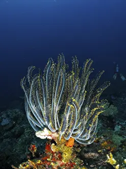 Bushy feather star, Variable feather star (Comaster schlegelii) in a coral reef
