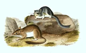 Bushy-tailed woodrat (Neotoma cinerea)