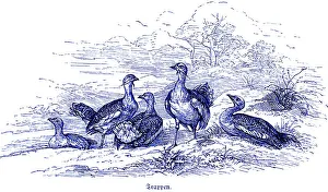 Bustards (Otididae) or Bustard Geese