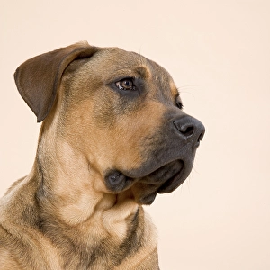 Buster-mastiff mix
