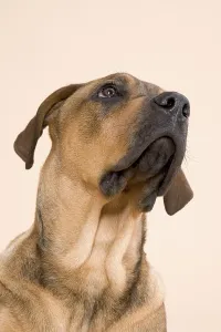 Buster-mastiff mix