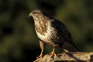 Buteo Buteo sitting on a branch