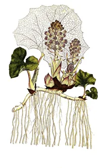Butterbur (Petasites hybridus)
