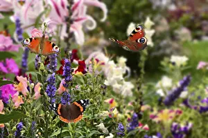 Butterflies in the flower bed