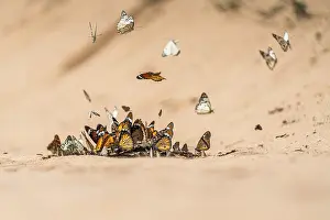 Butterflies gathering on wet sand