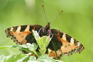 Butterfly (Aglais urticae)