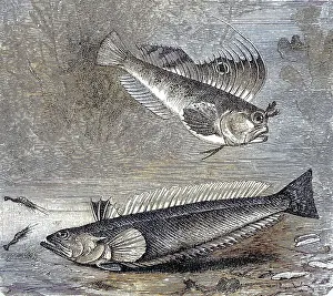 Butterfly blenny (Blennius ocellaris) and Peterman (Trachinus draco)