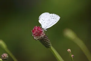 Category Wildlife DE Prints: Butterfly blue butterfly, summer, Germany