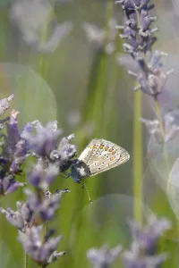 Category Wildlife DE Prints: Butterfly blue butterfly, summer, Germany