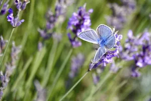 Butterfly blue butterfly, summer, Germany