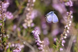 Category Wildlife DE Prints: Butterfly blue butterfly, summer, Germany